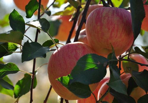 去油脂的食物有哪些 8种刮油去脂的食物,你吃对了吗 去油脂的食物有哪些 8种刮油去脂的食物,你吃对了吗