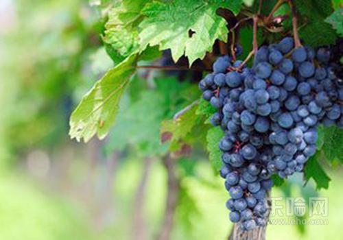 减肥吃葡萄能长期吃吗