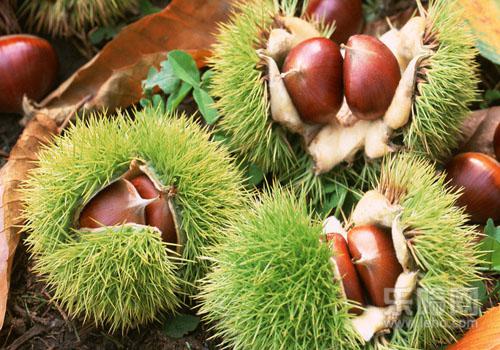 减肥板栗可以吃多少