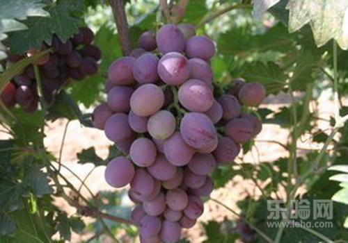 葡萄减肥能吃吗