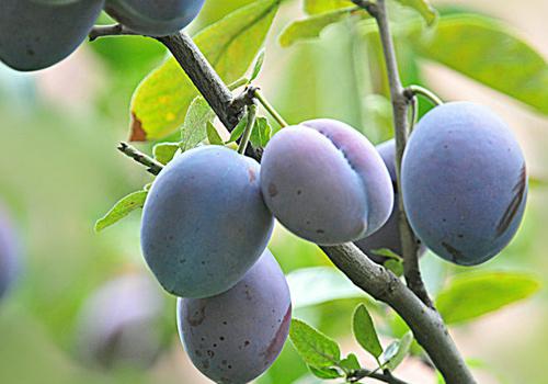 西梅减肥的效果好吗