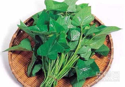 红薯叶的热量 红薯叶的热量