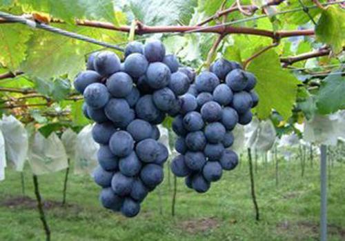 减肥吃葡萄怎么吃好