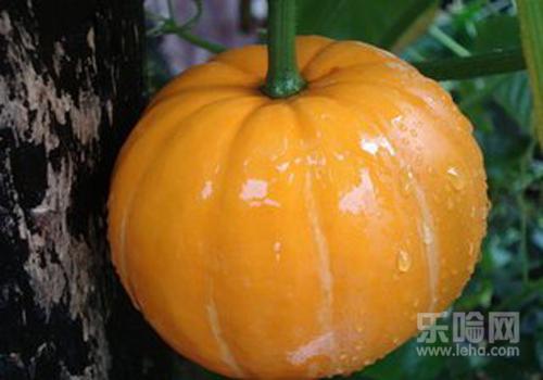 南瓜可以减肥吗,吃南瓜减肥吗,吃南瓜减肥还是增肥