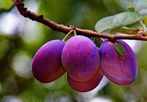 西梅减肥可以吃吗西梅减肥的效果好吗
