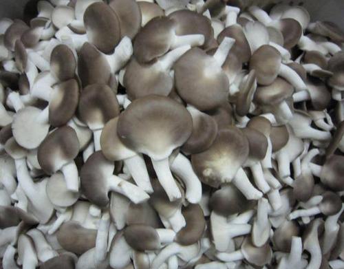 蘑菇可以减肥吗减肥蘑菇的吃法
