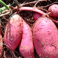 冬季减肥多吃这5种食物,让你想胖也胖不了