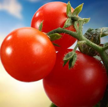 晚餐吃西红柿减肥更有效 西红柿减肥食谱