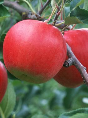 减肥吃什么 冬季一日减肥食谱推荐