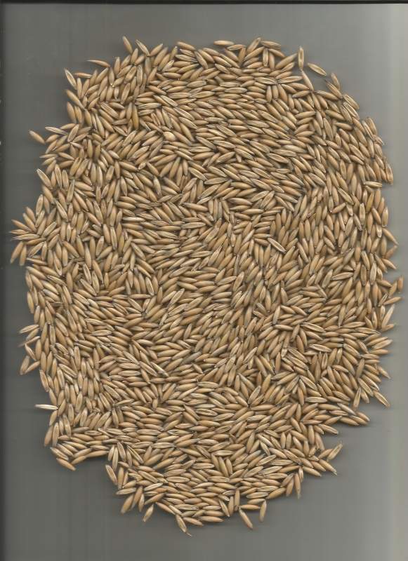 晚餐吃燕麦减肥吗 吃燕麦片有四大好处