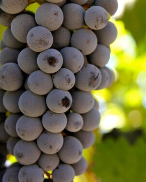 吃什么水果减肥最快 蒸着吃水果食疗更加倍