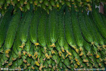 黄瓜尾部可以吃吗 天天吃黄瓜能减肥吗