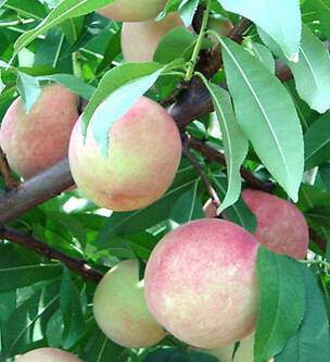 如何吃桃子 吃桃子帮助减肥的神奇效果