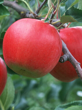 减肥吃什么,冬季一日减肥食谱推荐