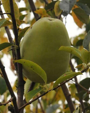 木瓜怎么吃,木瓜减肥丰胸法大全